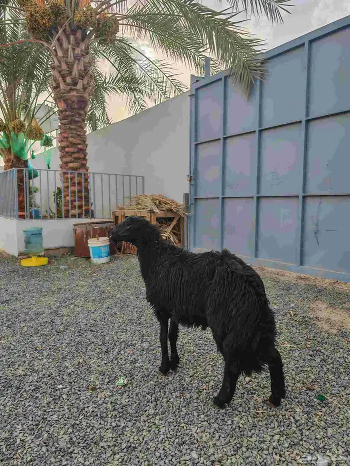 خروف اسود ( تم البيع ) 0
