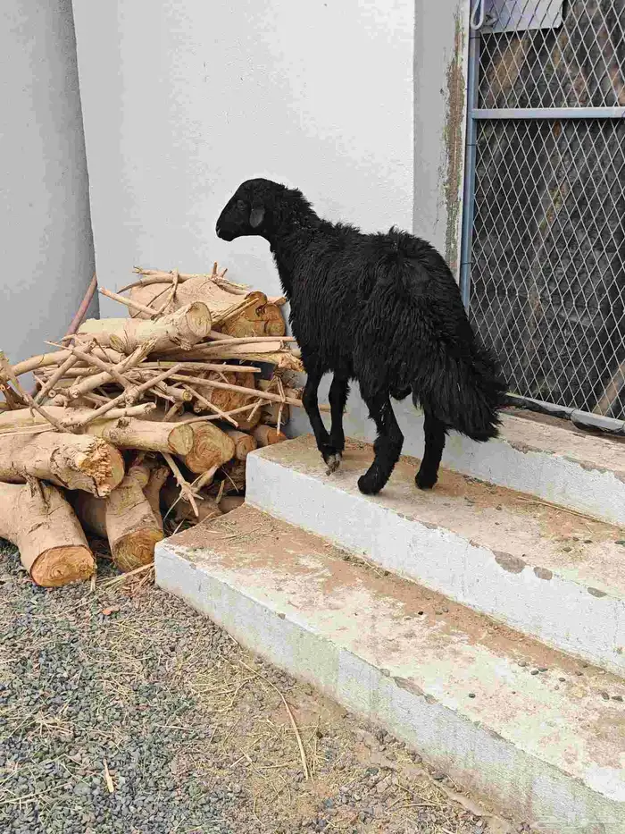 خروف اسود ( تم البيع ) 1