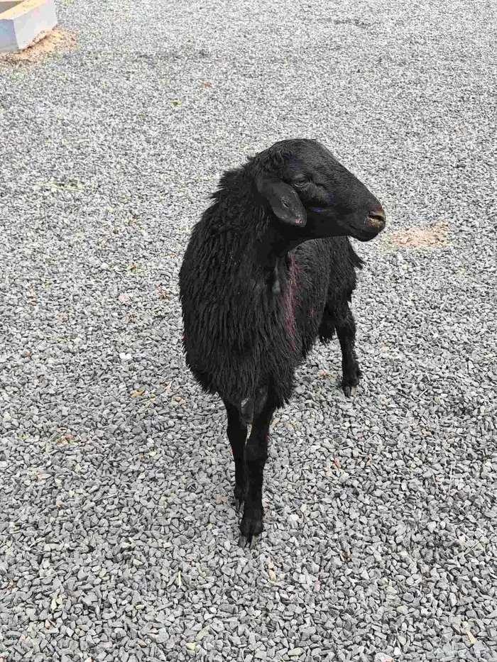 خروف اسود ( تم البيع ) 2