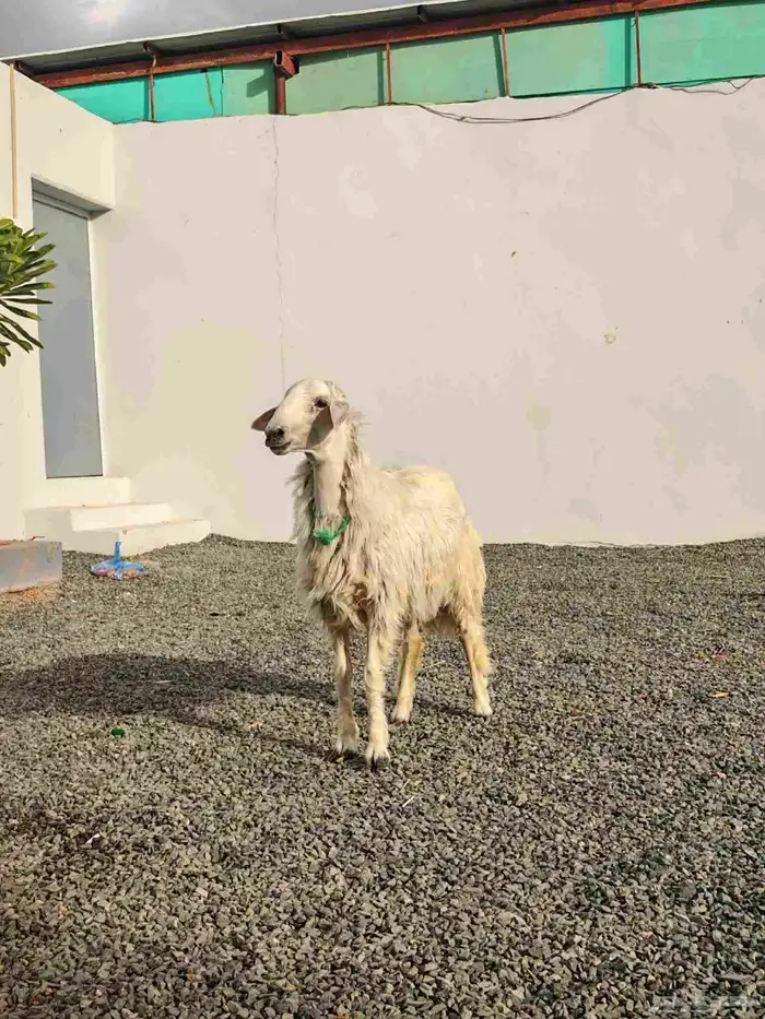 خروف اصفر ذبيحه ( تم البيع ) 0