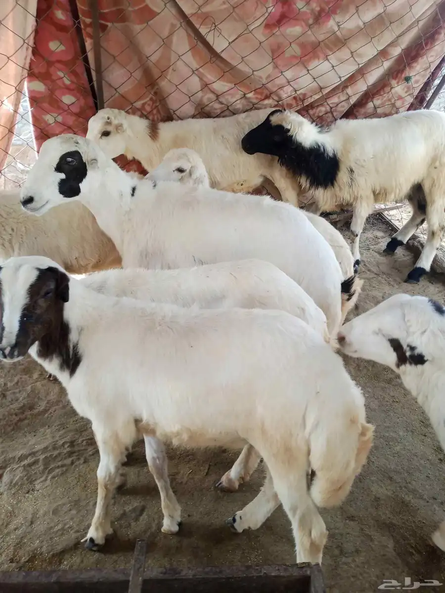 خراف بلدي 0