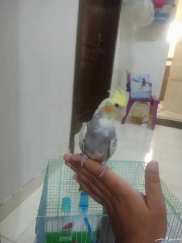 كروان اليف يقبل المسح ع كامل الجسم 3