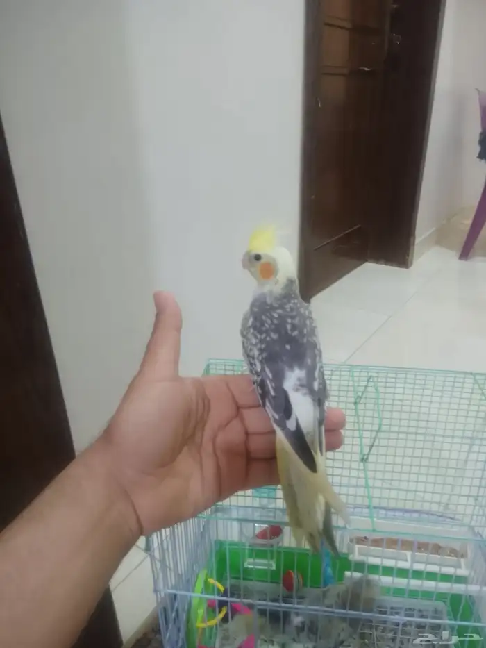 كروان اليف يقبل المسح ع كامل الجسم 0