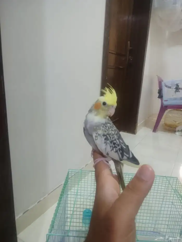 كروان اليف يقبل المسح ع كامل الجسم 2