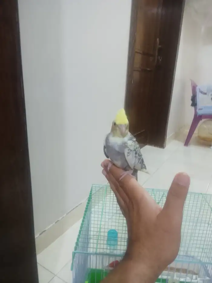 كروان اليف يقبل المسح ع كامل الجسم 1