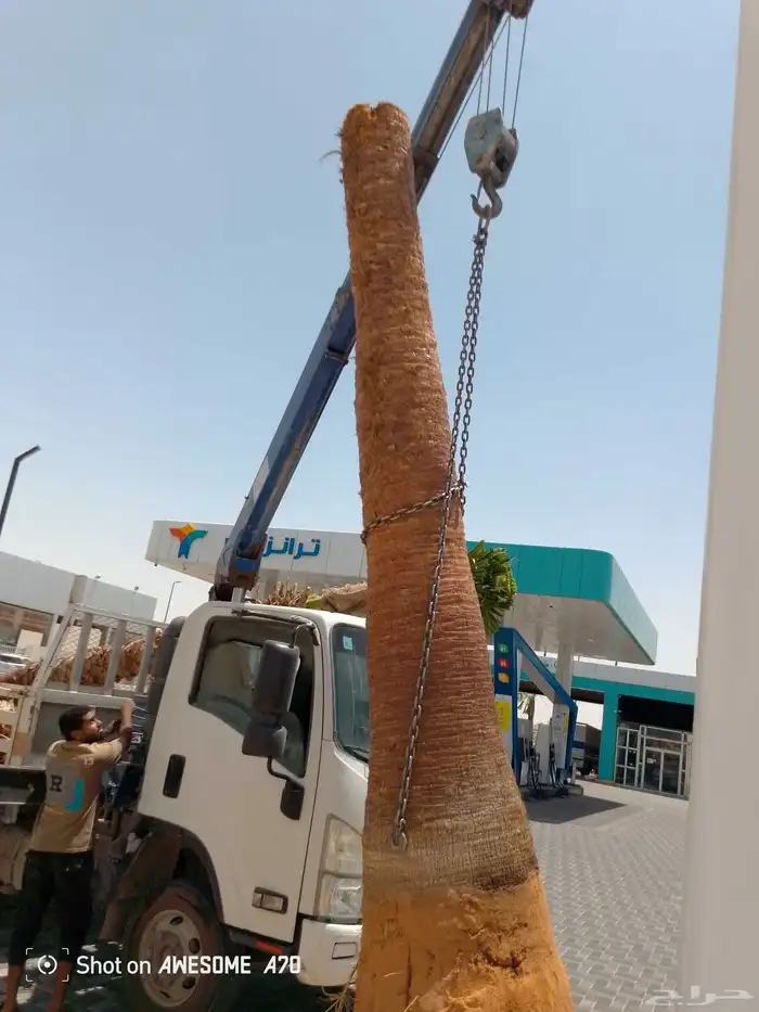 م لتوريد انخيل جميع أنواع ها نخيل واشنطن نخيل نخل اتصل 6