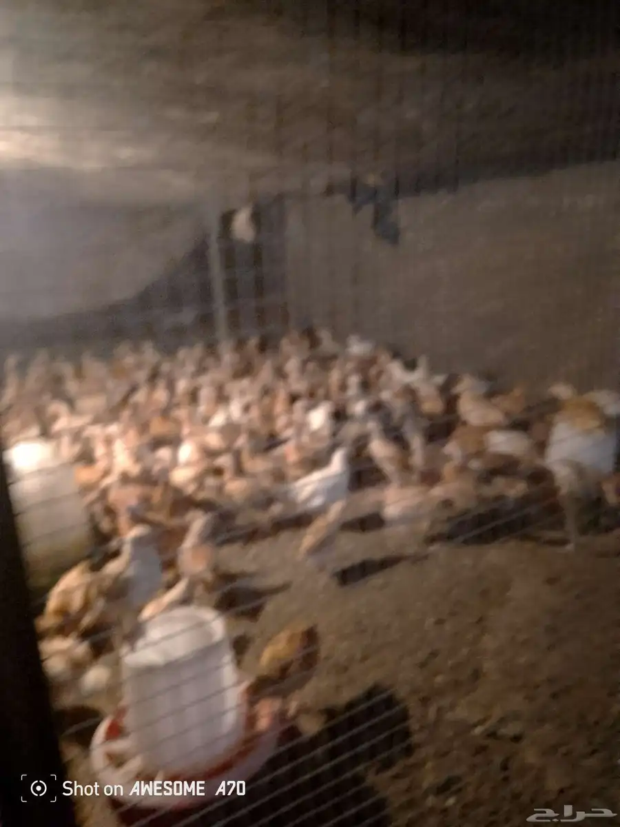 أبو القزاز صيصان بلدي عمر شهر ونصف ا 1
