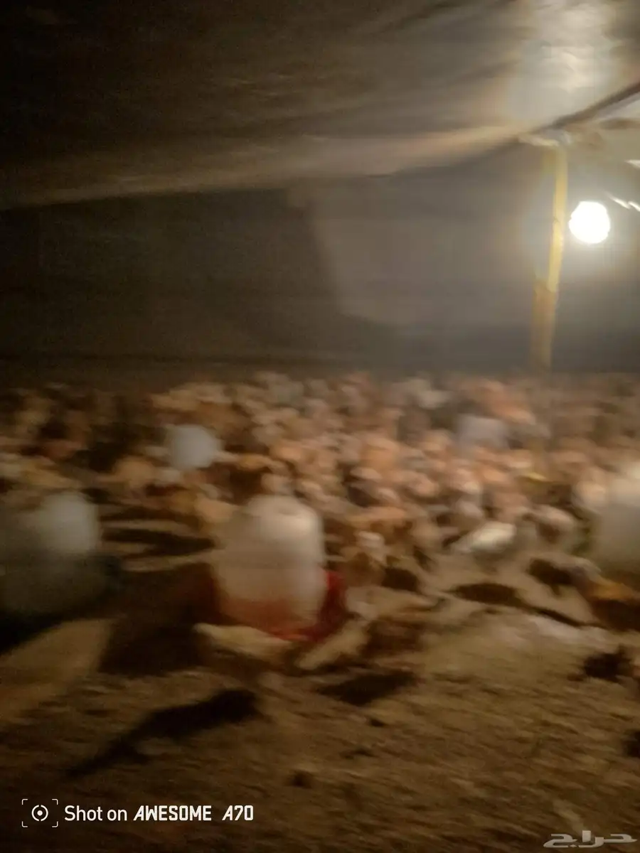 أبو القزاز صيصان بلدي عمر شهر ونصف ا 0