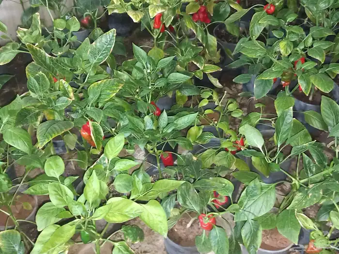 شتلات فلفل شقرا مثمر 3