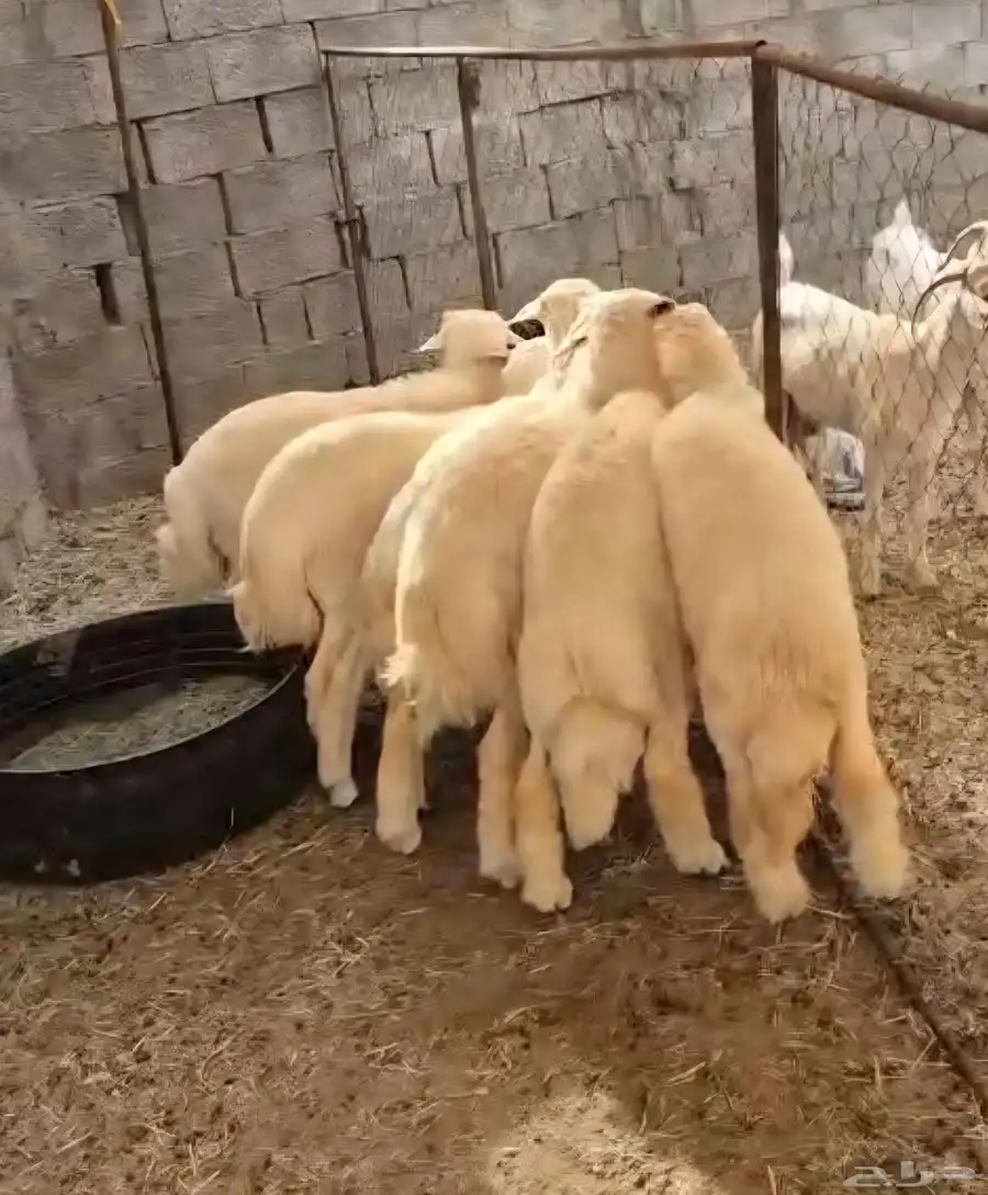 طليان مناسبات 0