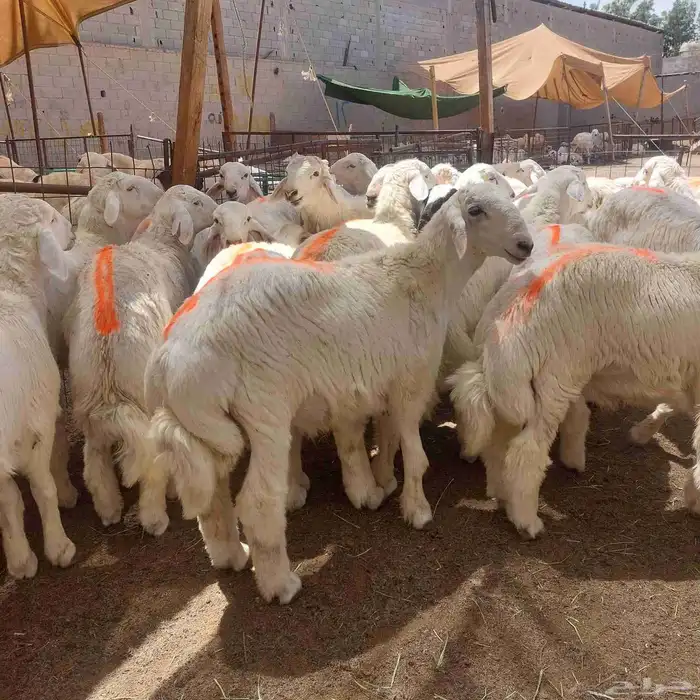 طبخ وتجهيز ولائم ومناسبات ويتوفر ذبايح حري وسواكني تربية 5