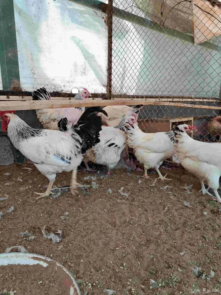 دجاج فرنسي كولمبي بياض 0
