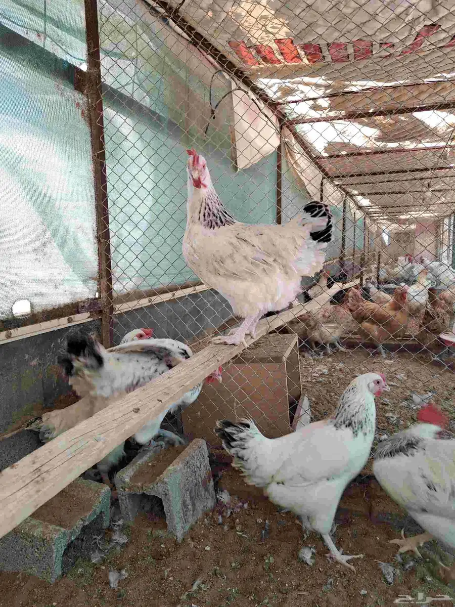 دجاج فرنسي كولمبي بياض 2