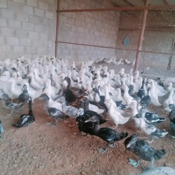 موجود بط سوداني وبكيني 2