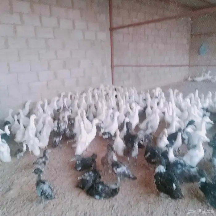 موجود بط سوداني وبكيني 0