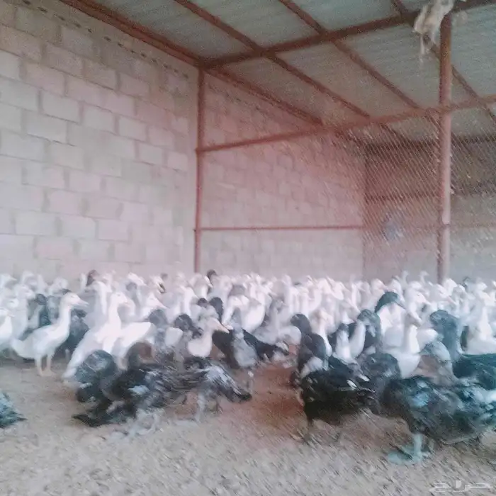 موجود بط سوداني وبكيني 1