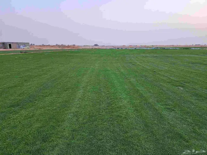 ثيل طبيعي سي2000 صافي درجه أولى 2