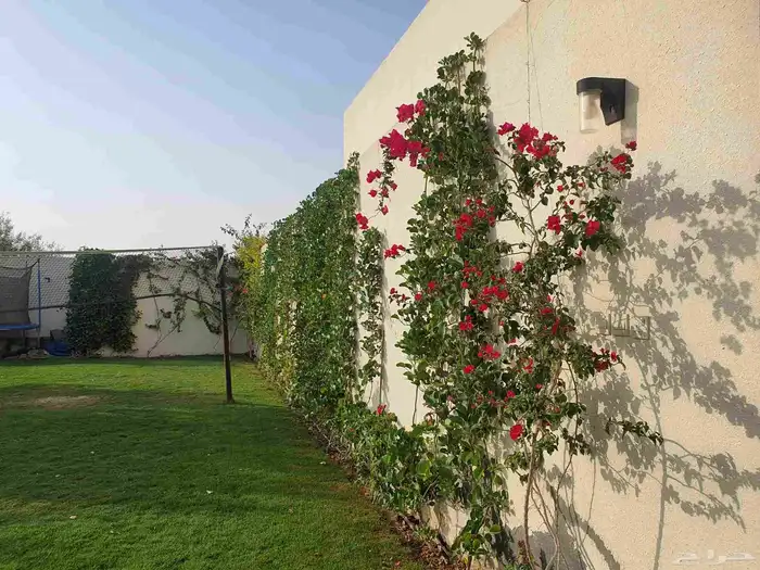 شاليه - استراحة للايجار 1