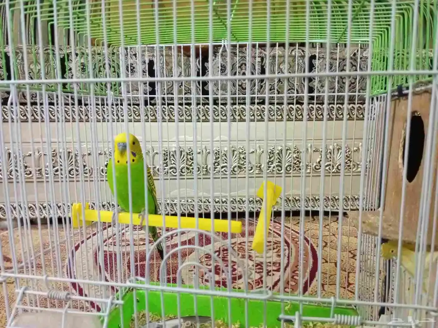 بادجي 0