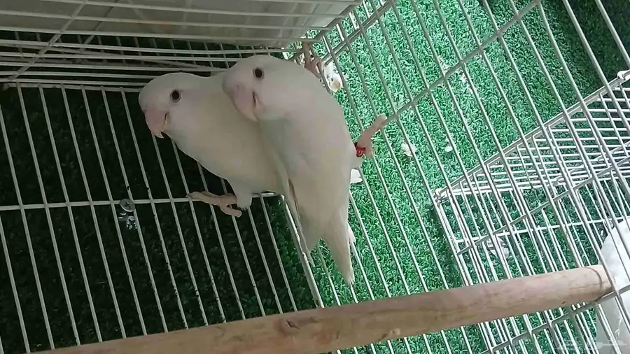 زوج روز البينو للبيع 1