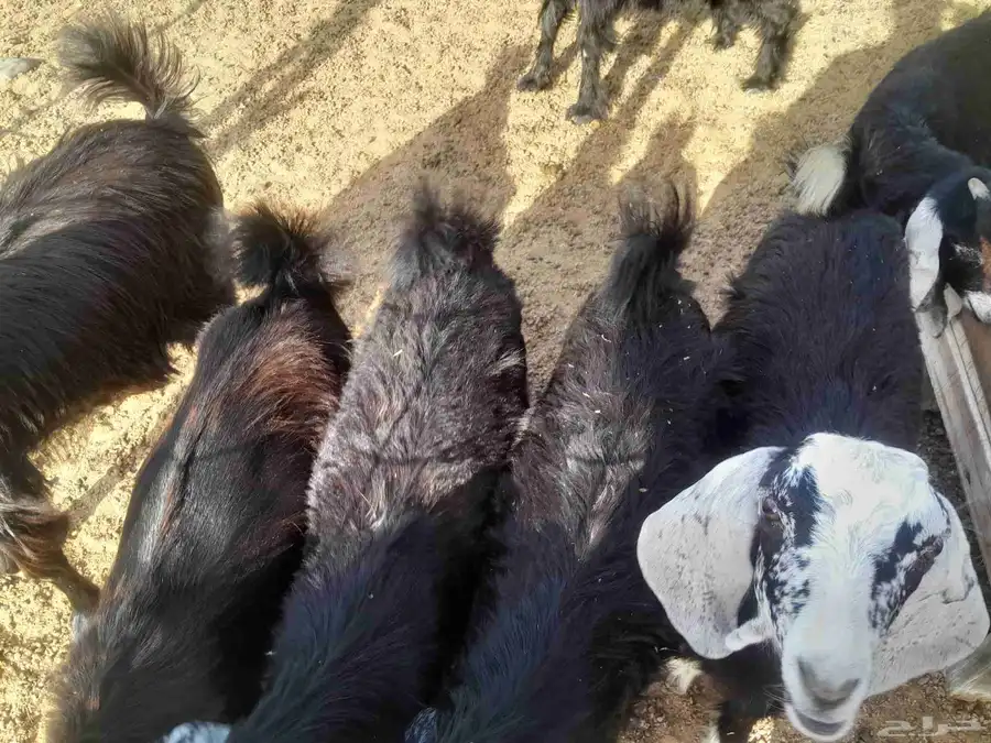 بهم معزا 7 روس 2
