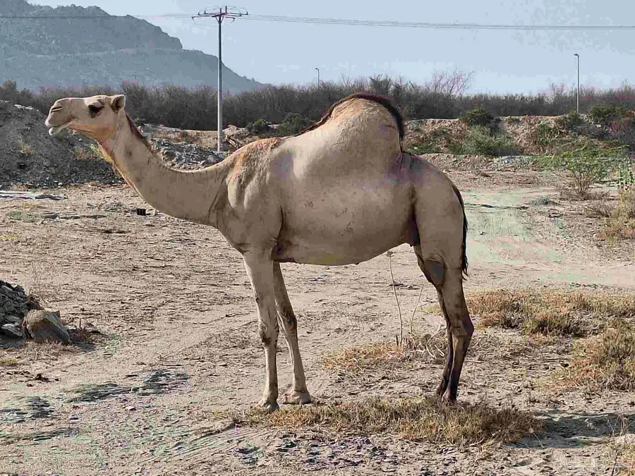 ناقة شايل 9 شهور 0