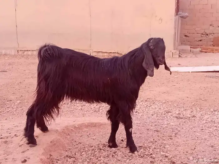 تيس ضروبه شامي رباع السن السوم 1900 0