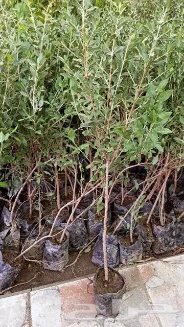 شتلات حناء مديني بزرومي 0