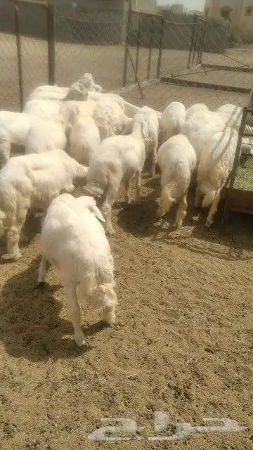 خرفان كفو وشي نظيف وسمان وخاليه من جميع العيوب ومراح واحد 5