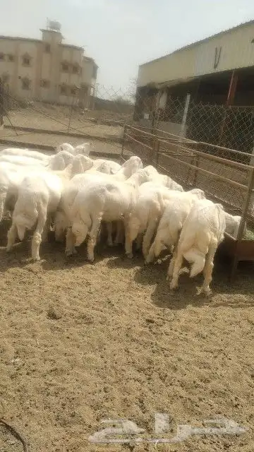 خرفان كفو وشي نظيف وسمان وخاليه من جميع العيوب ومراح واحد 3