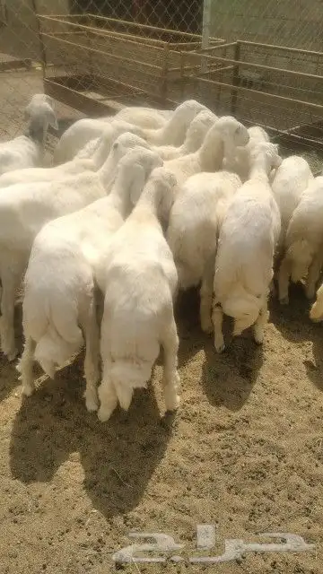 خرفان كفو وشي نظيف وسمان وخاليه من جميع العيوب ومراح واحد 0