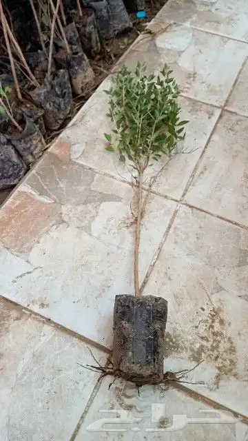 شتلات حناء مديني بزرومي 1