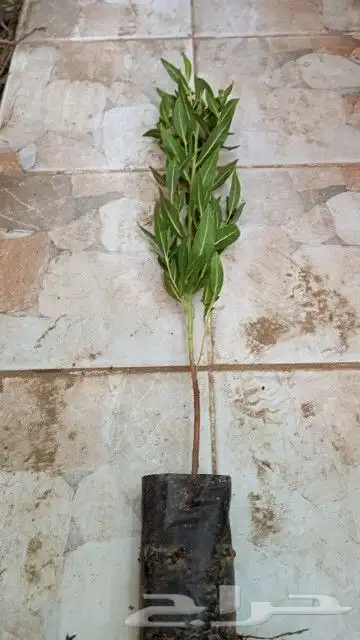 شتلات حناء مديني بزرومي 3
