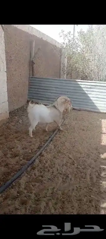 تيوس ممتازه للبيع 1