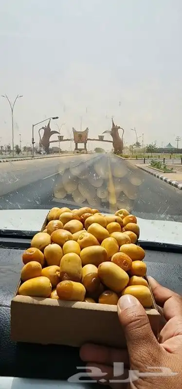 تموي خراف 2