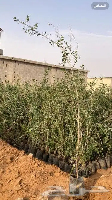 سدر بلدي للبيع 8