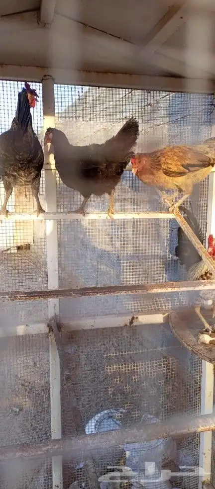 دجاج بلدي و فيومي 3