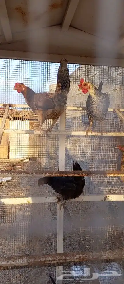 دجاج بلدي و فيومي 2