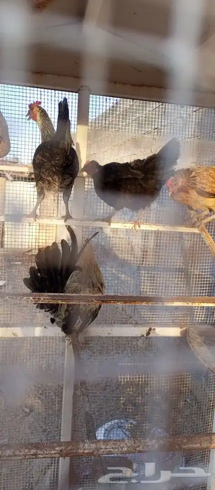 دجاج بلدي و فيومي 5