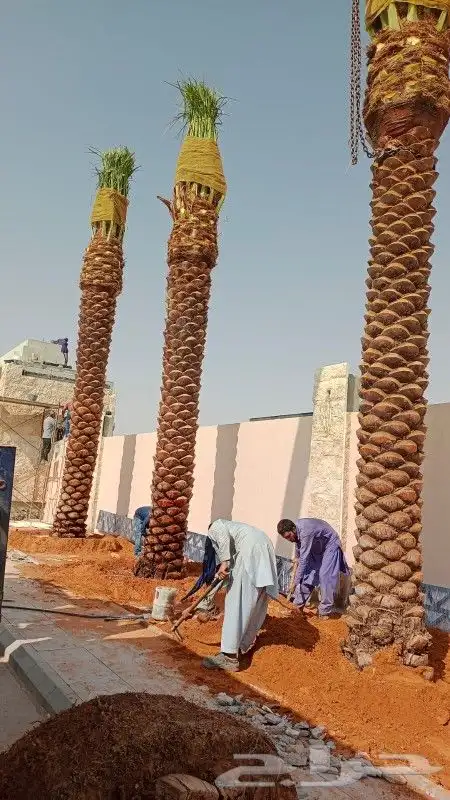 نخل للبيع صقعي اخلاص سكري منيفي نخيل الرياض القصيم الخرج 3