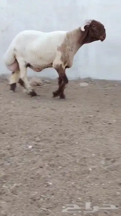 جدع نعيمي صنف فاخر للبيع 4