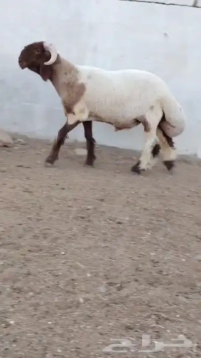 جدع نعيمي صنف فاخر للبيع 5