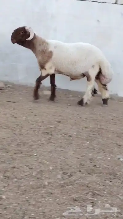 جدع نعيمي صنف فاخر للبيع 3