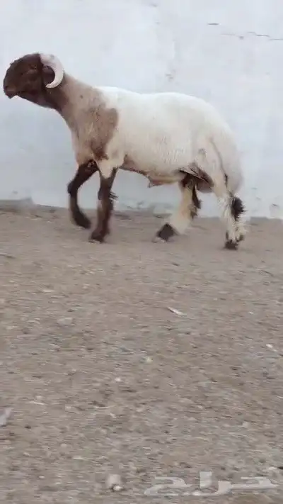 جدع نعيمي صنف فاخر للبيع 1