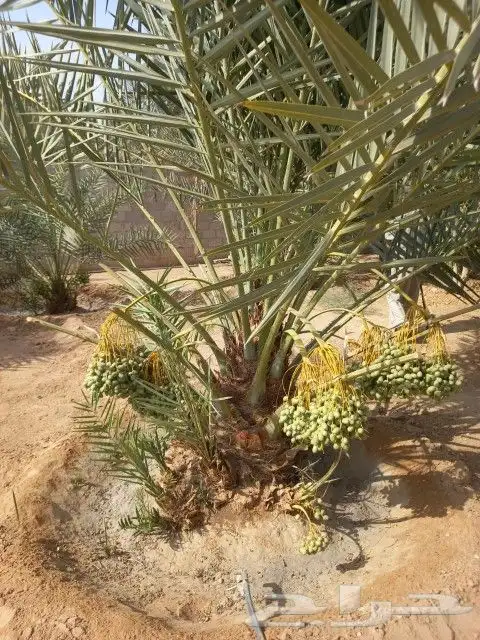 نخل للبيع صقعي اخلاص سكري منيفي نخيل الرياض القصيم الخرج 6