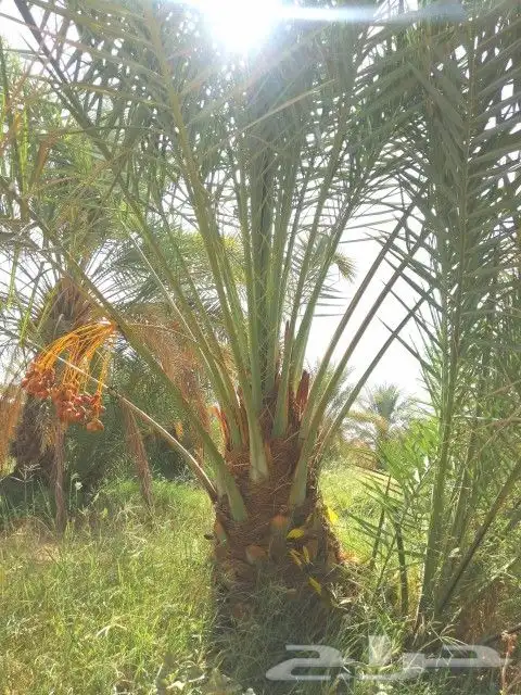 نخل للبيع صقعي اخلاص سكري منيفي نخيل الرياض القصيم الخرج 9