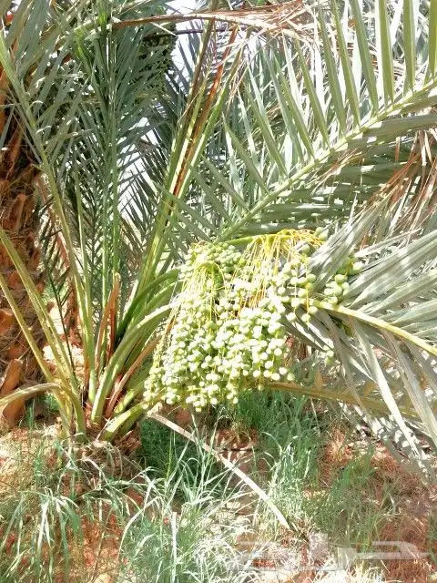نخل للبيع صقعي اخلاص سكري منيفي نخيل الرياض القصيم الخرج 5