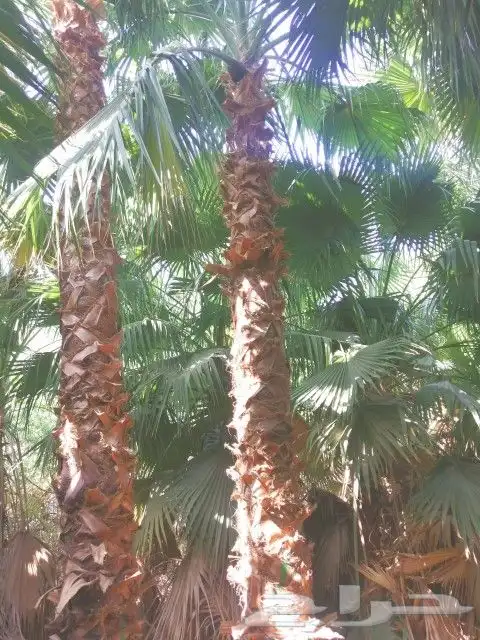نخل للبيع صقعي اخلاص سكري منيفي نخيل الرياض القصيم الخرج 8