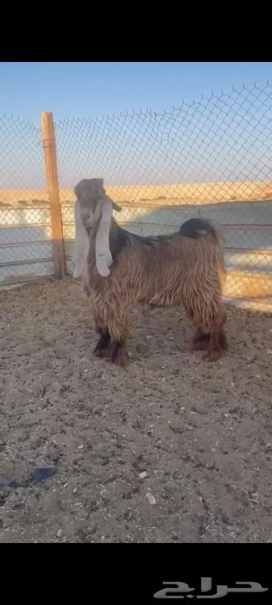 تيس اصفر عارضي 0