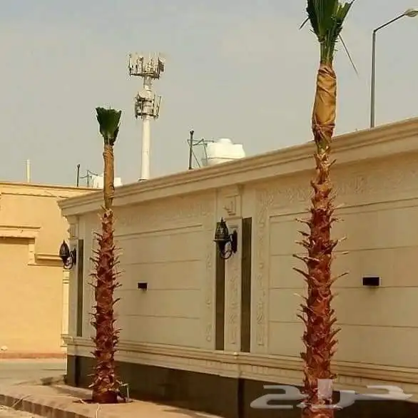 نخل للبيع بجميع انوعه ومقساته 8